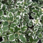 Plectranthus madagascariensis 'Variegated Mintleaf'