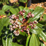 Viburnum davidii