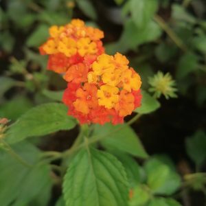 Lantana camara 'Radiation'
