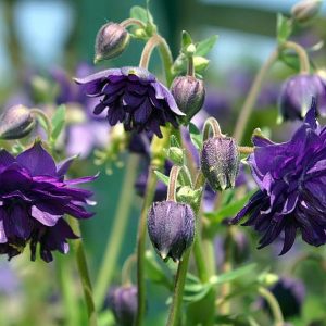 Aquilegia vulgaris var. stellata 'Blue Barlow'