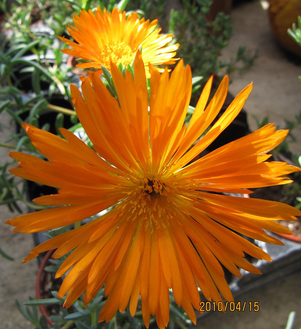 Orange Spectabilis Ice foliage