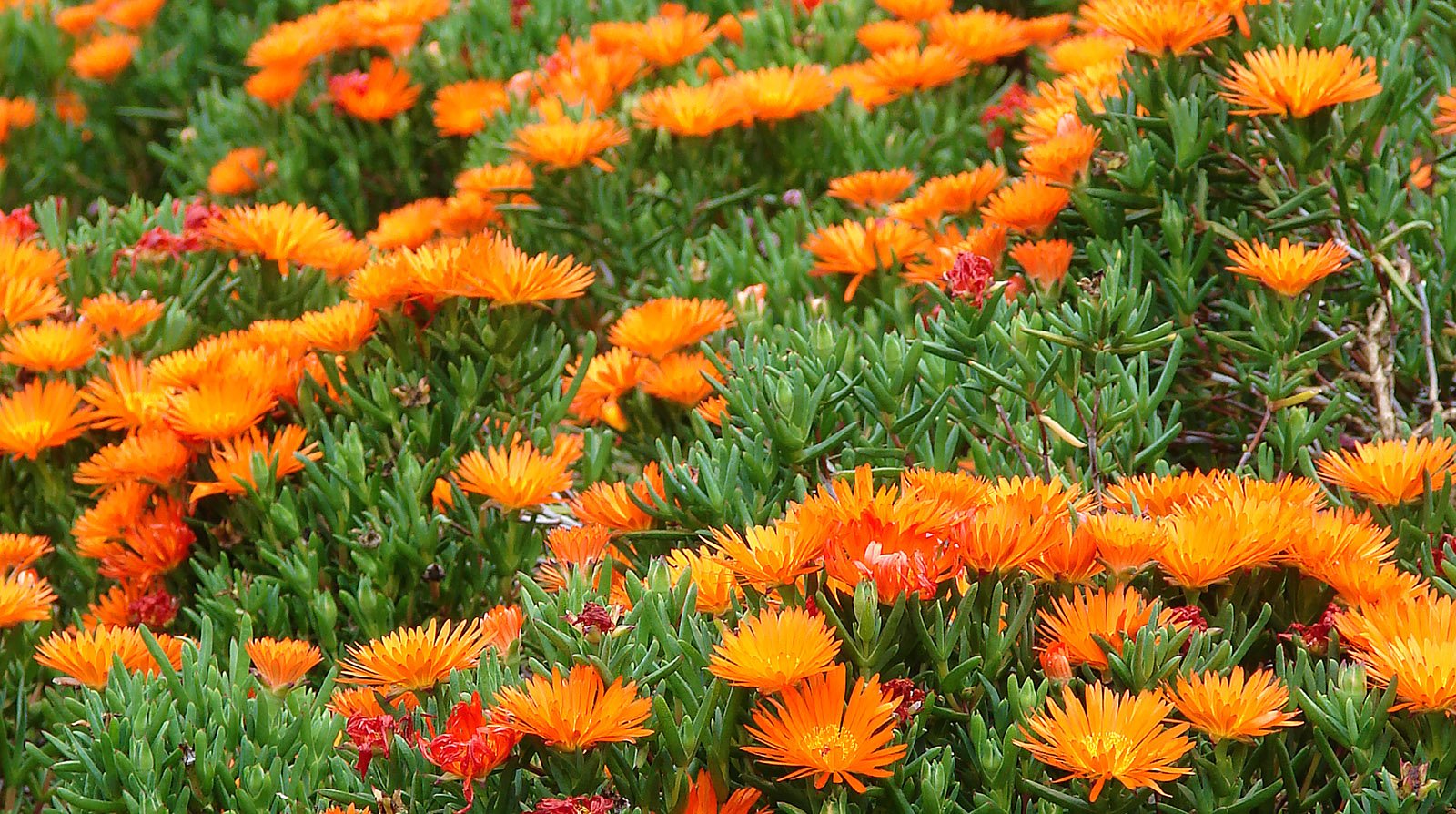 Lampranthus Orange Succulent rockery
