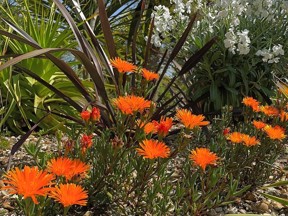Orange Ice Plant gravel garden