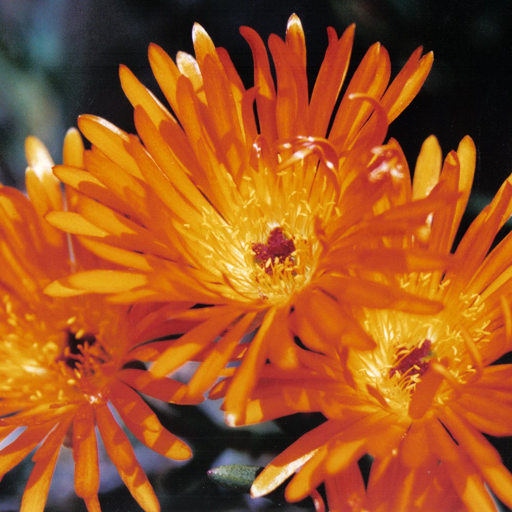 Lampranthus Orange Ice Plant orange blooms