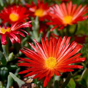 The brilliant red flowers of the 'Ice Plant' Lampranthus spectabilis 'Tresco Brilliant' shining in bright sunshine.