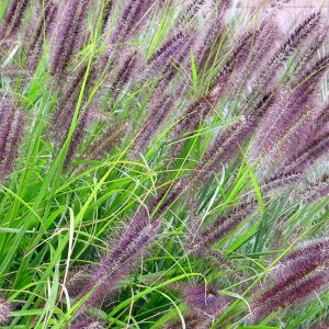 The fluffy red flower heads and slender leaves of the Red Head Chinese Fountain Grass, Pennisetum alopecuroides 'Red Head'.