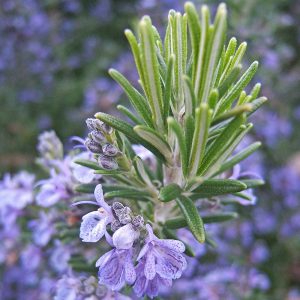 The lilac/blue flowers and leaf shoots of the Rosemary variety Salvia rosmarinus 'Miss Jessop's Upright'