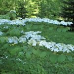 Viburnum plicatum f. tomentosum ‘Shasta’