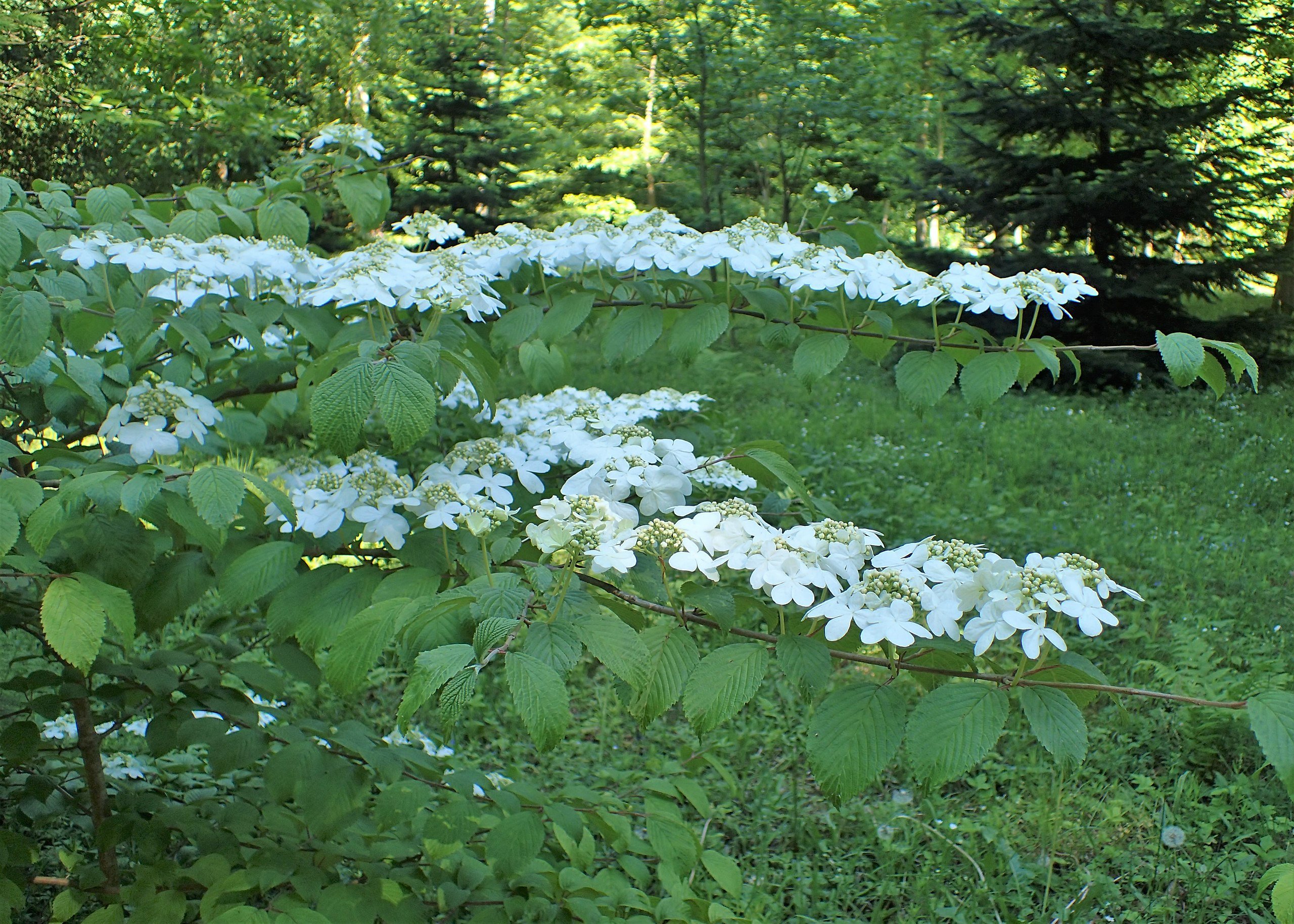 Viburnum plicatum f. tomentosum ‘Shasta’