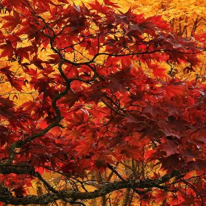 Acer palmatum 'Osakazuki'