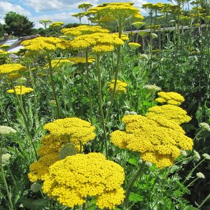 The brilliant golden flat flower heads or corymbs of the Golden Yarrow, Achillea filipendulina 'Cloth of Gold'