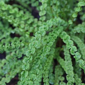 Athyrium Frizelliae bead-like fronds