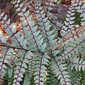 Athyrium otophorum var. okanum