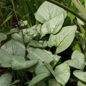 Brunnera macrophylla 'Looking Glass'