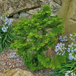 Chamaecyparis obtusa 'Nana Gracilis'
