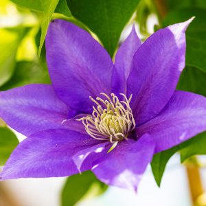 The elegant purple/blue flower of Clematis 'Olympia', perfect for growing in a pot.