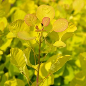 Cotinus coggygria Golden Spirit