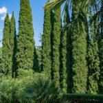 The architectural forms of forms of a group of Cupressus sempervirens 'Totem Pole', The Italian Totem Pole Pencil cypress.