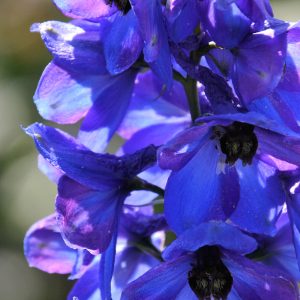 Delphinium Black Knight Group