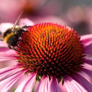 The glorious orange central dome of a 'Cone Flower', Echinacea purpurea 'Magnus', much loved by all pollinators.