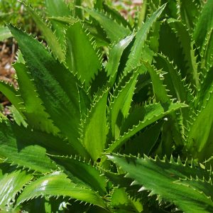 Eryngium agavifolium