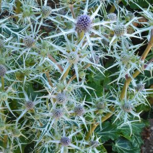 Eryngium variifolium