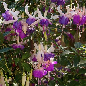 Fuchsia 'Delta's Sara'