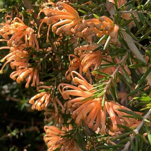 Close-up of orange-yellow spider flowers of Prostrate Yellow Grevillea in bright sunshine