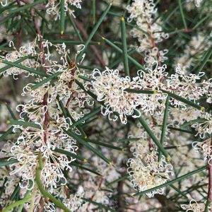 Hakea lissosperma