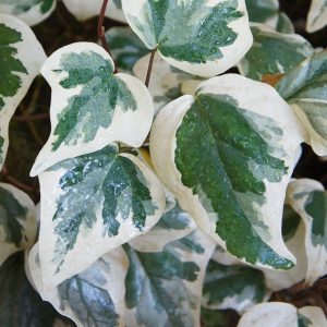 The large, glossy, hansomely variegated leaves of the 'Algerian Ivy', Hedera algeriensis ''Gloire de Marengo'.