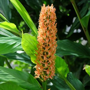 The beautifully exotic, orange, scented flowers of Hedychium densiflorum appear late in summer and into autumn, providing a valuable end of season display.