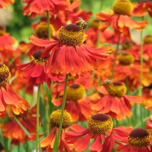 Helenium 'Rubinzwerg'