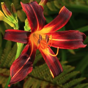 Hemerocallis 'Black Plush'