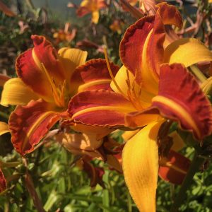 Hemerocallis 'Frans Hals'
