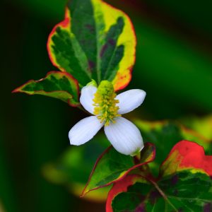 Houttuynia cordata 'Chameleon'