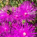 Buzzing with intensity, the flowers of Lampranthus spectabilis 'Tresco Purple' almost crackle with hot colour in strong sun.