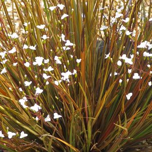 Libertia Taupo Sunset vibrant leaves