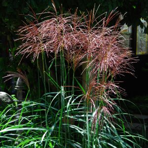 The spectacular flower heads and elegant cascading foliage of the Chinese Silver Grass variety, Miscanthus sinensis 'Malepartus'.