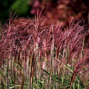 The striking red flowers of Miscanthus sinensis 'Red Chief' in spring.