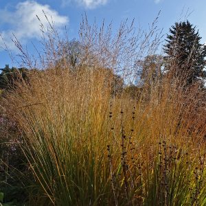 Molinia caerulea subsp. arundinacea 'Skyracer'