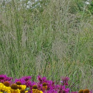 Molinia caerulea subsp. arundinacea 'Transparent'