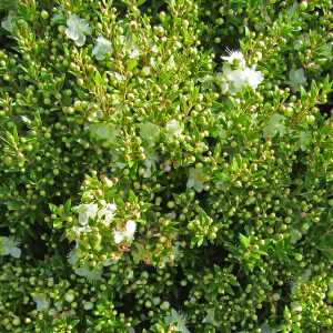 Myrtus communis subsp. tarentina 'Microphylla'