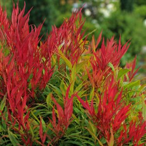 Nandina domestica 'Seika'