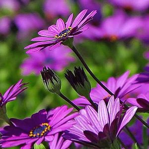 Osteospermum 'Nairobi Purple'