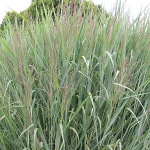 The striking silvery blue/green leaves and emerging pink flower spikes of the Prairie Switch Grass, Panicum virgatum 'Dallas Blues'