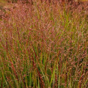 The intensely colourful red foliage and flowers of the Prairie Switch Grass, Panicum virgatum 'Shenandoah'