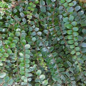Pellaea rotundifolia growing out of a rocky, moss-covered crevice in a sheltered woodland setting.