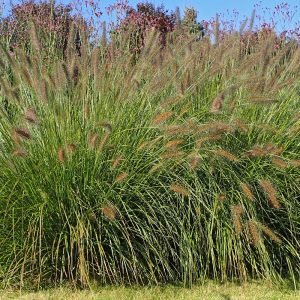 The fluffy flower heads and cascading foliage of the Chinese Fountain Grass, Pennisetum alopecuroides 'Hameln'