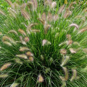 The slender cascading foliage and cute, fluffy, rabbit's foot-like flowers of the Chinese Fountain Grass, Pennisetum alopecuroides 'Little Bunny'