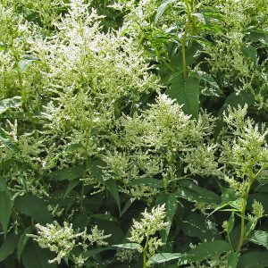 Koenigia alpina frothy plumes seating area